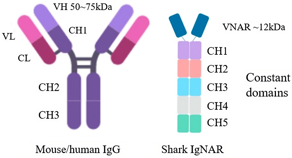 Fig.1 Size and structure of mouse/human IgG and shark IgNAR.
