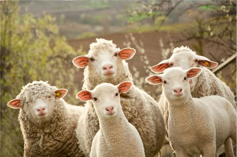 Native™ Sheep Antibody Discovery