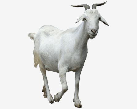 Native™ Goat Antibody Discovery