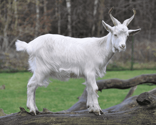 Fig.1 Girgentana Goat.