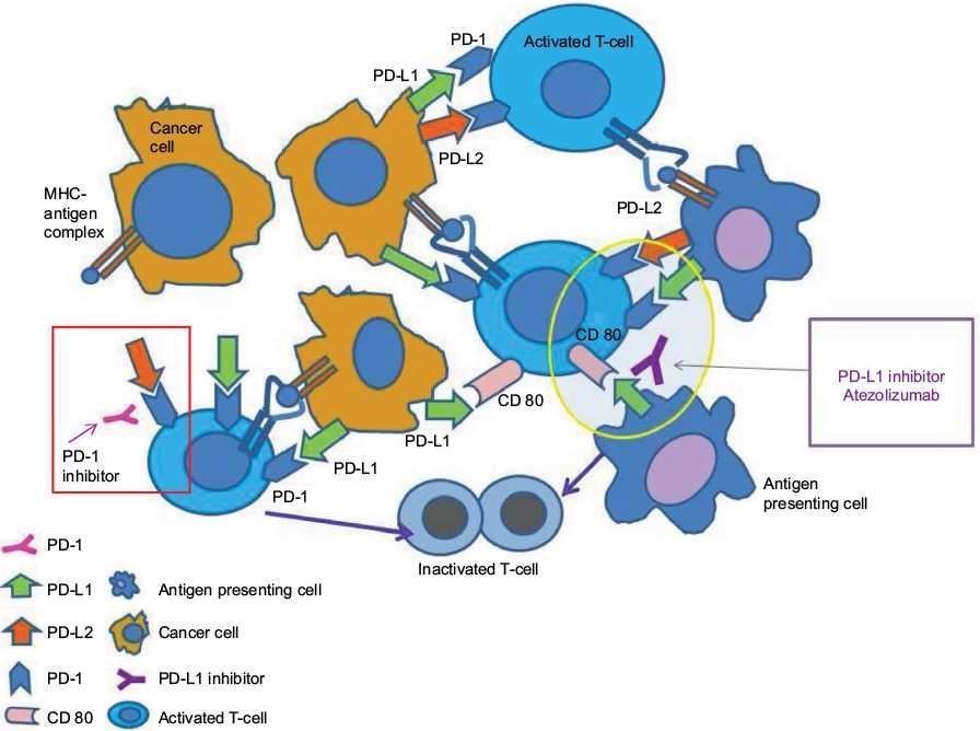 Inhibition of the programmed death pathway-mAbs against PD-1 and PD-L1. 