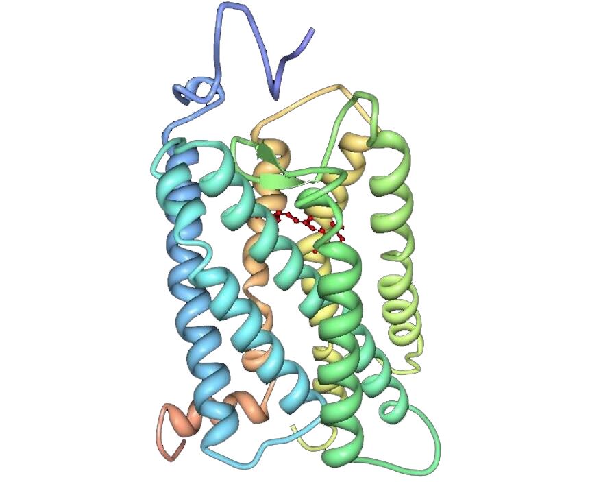 Structure of OPN1MW3 membrane protein.