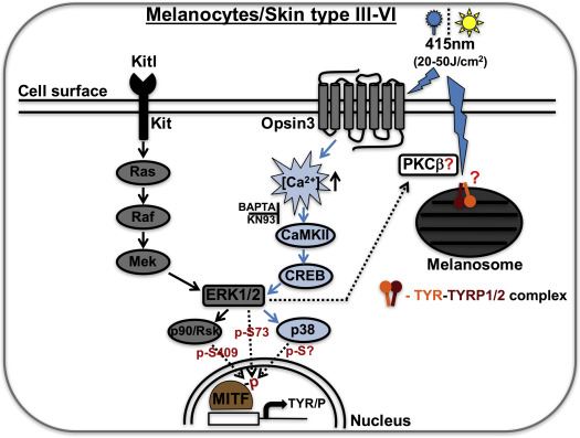 OPN3 Membrane Protein Introduction