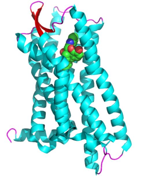 Structure of OPRD1 membrane protein