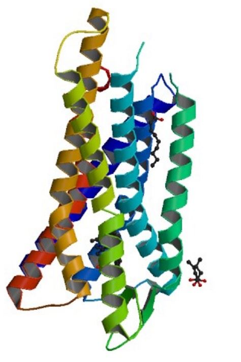 Structure of OPRL1 membrane protein.