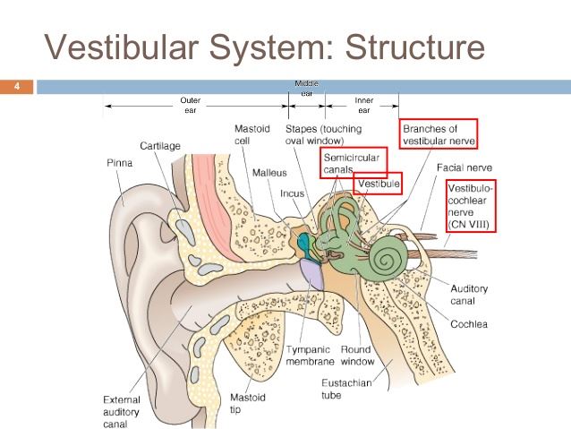 Schematic representation of the vestibular system.