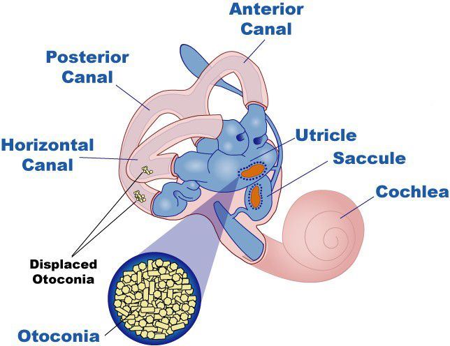 Part of the vestibular system.
