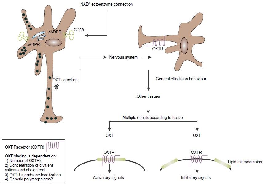 OXTR Membrane Protein Introduction
