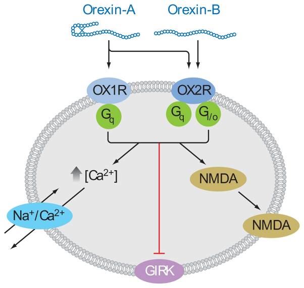 Orexin signaling mechanisms.