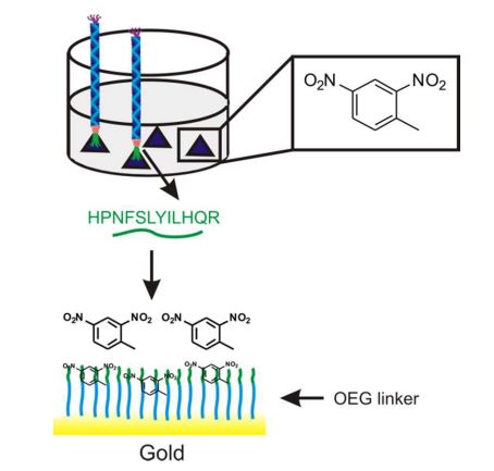 Detection of gaseous 2,4-dinitrotoluene (DNT) using a DNT-binding peptide coupled to a gold surface via a flexible oligoethylene glycol (OEG) linker (Günay and Klok 2015).