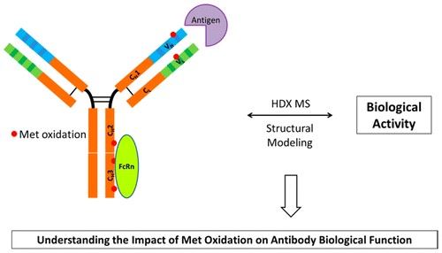 Schematic diagram of met oxidation on antibody biological function.