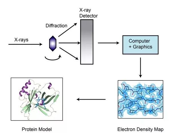 Protein-Protein Interaction Assay by X-ray Crystallography Service