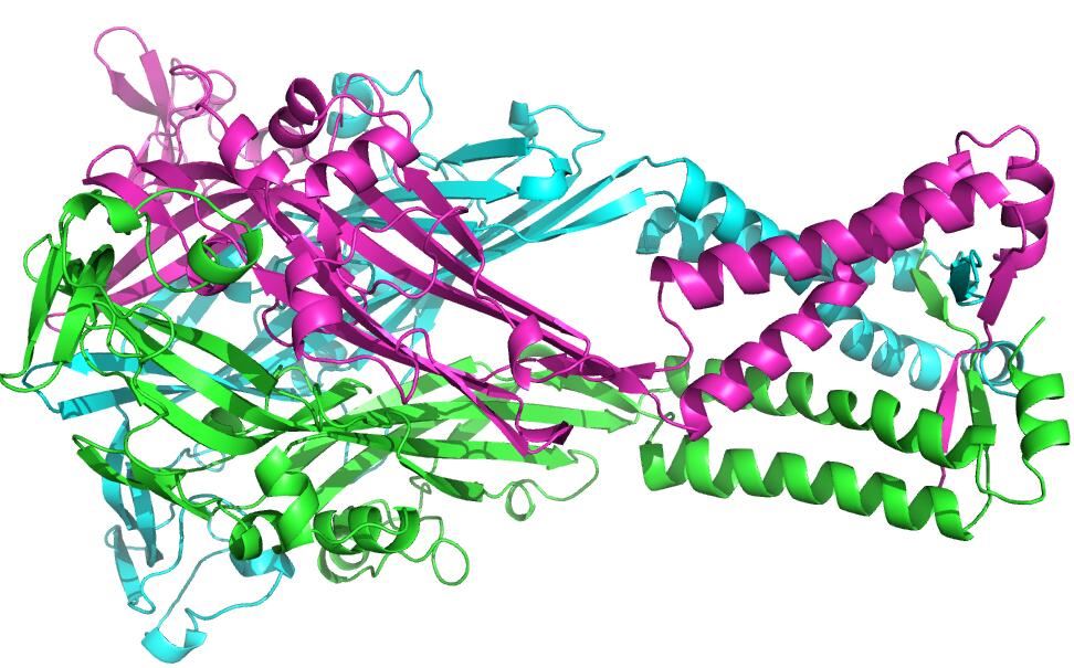 A simulated trimeric model of P2RX1 in the repository of SWISS-MODEL.