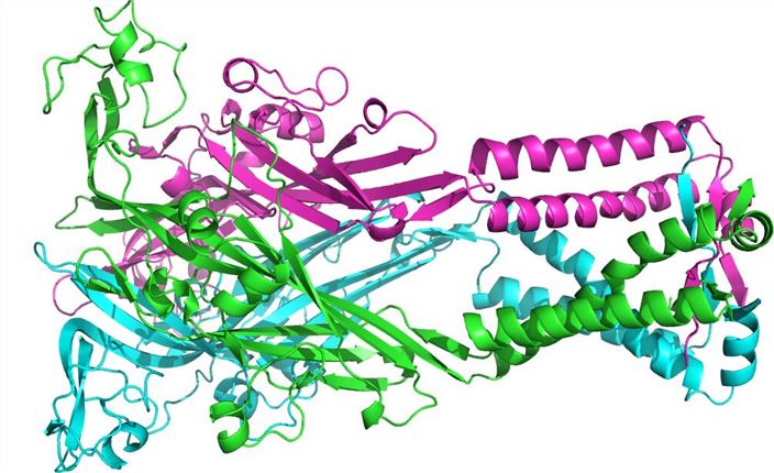 A simulated trimeric model of P2RX2 in the repository of SWISS-MODEL.