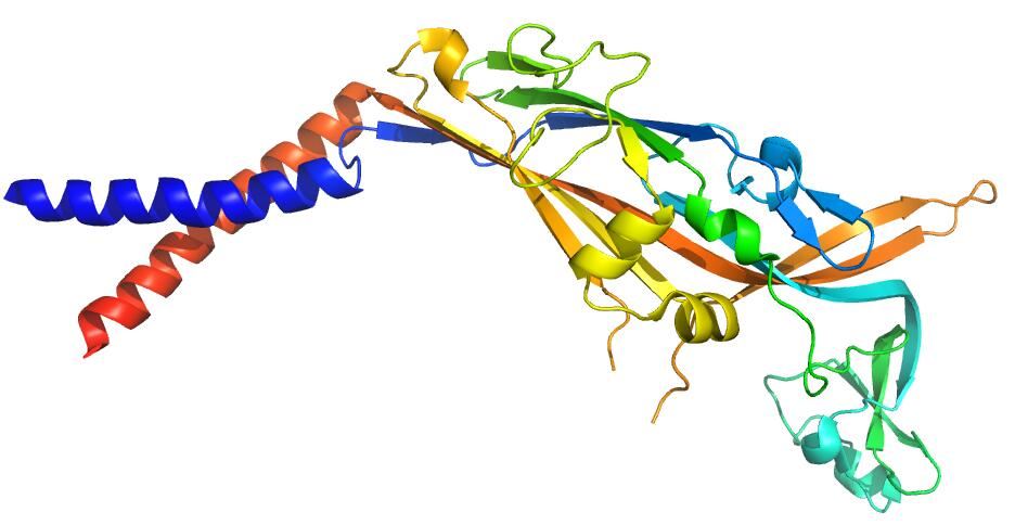 Crystal structure of the ATP-gated human P2RX3 ion channel.