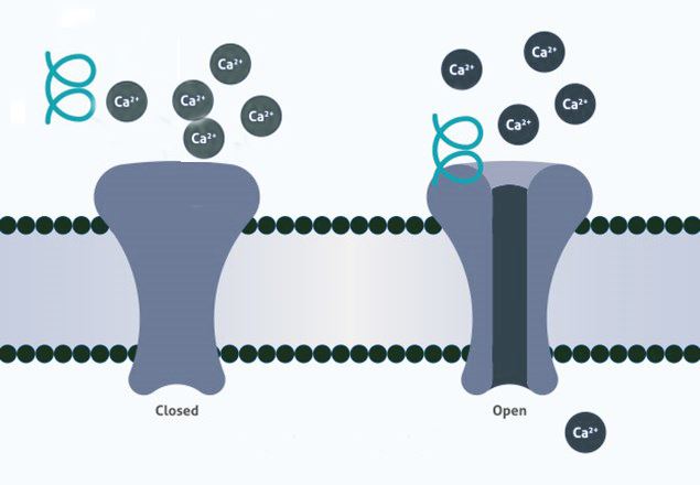 A simple schematic representation of a ligand-gated ion channel.