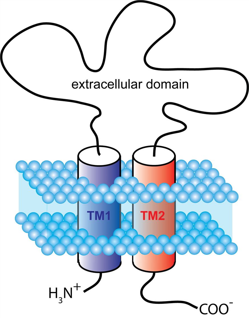 Schematic Representation of P2RX6 Structure.