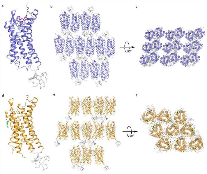 Crystal packing of P2Y1R–MRS2500 and P2Y1R–BPTU complexes.