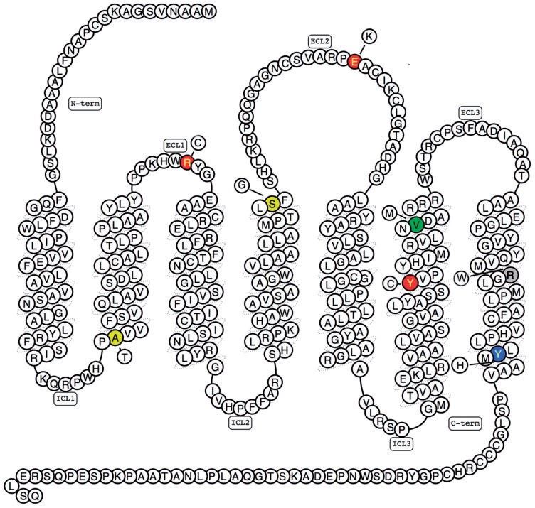 Schematic structure of the human P2Y11 protein.