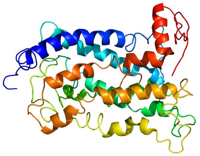 Structure of P2RY12 protein.