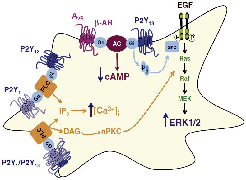 Schematic representation of the intracellular cascades triggered by 2MeSADP (activating both P2Y1 and P2Y13 receptors) stimulation in rat cerebellar astrocytes.
