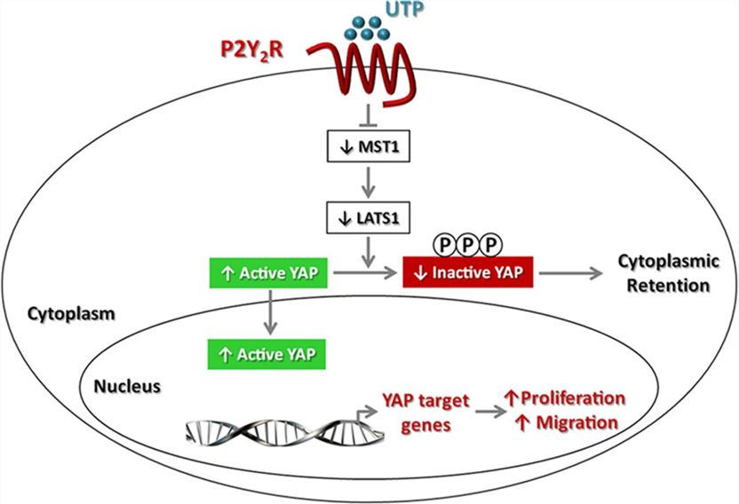 Proposed mechanisms of P2RY2.