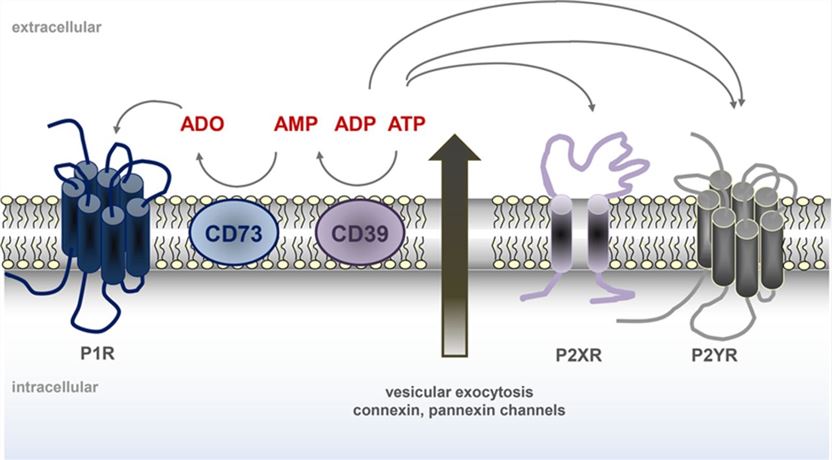 Schematic overview of the various mechanisms of P2RY membrane proteins.