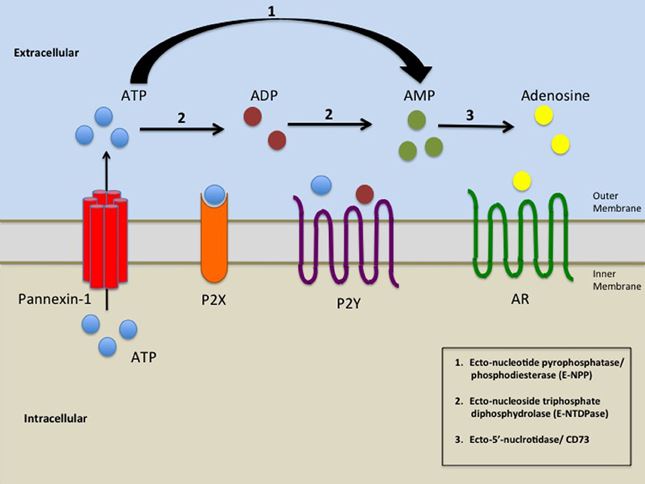 Simplified illustration of extracellular purinergic signaling.