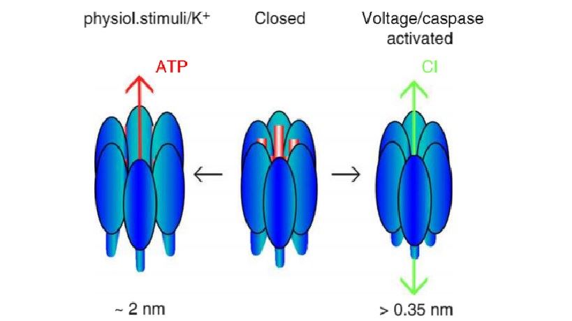 Stimulus-dependent open conformations of the hexameric Panx1 channel.