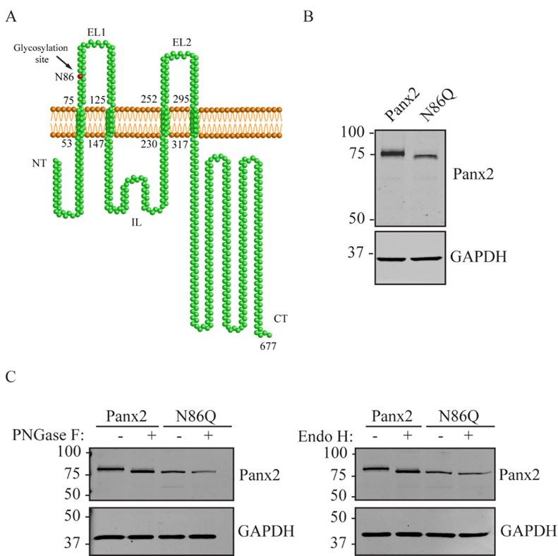 Asn86 is the N-glycosylation site of PANX2.