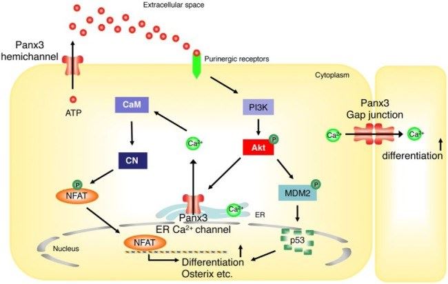 Functions and its signaling pathways of Panx3 in osteoblast differentiation.