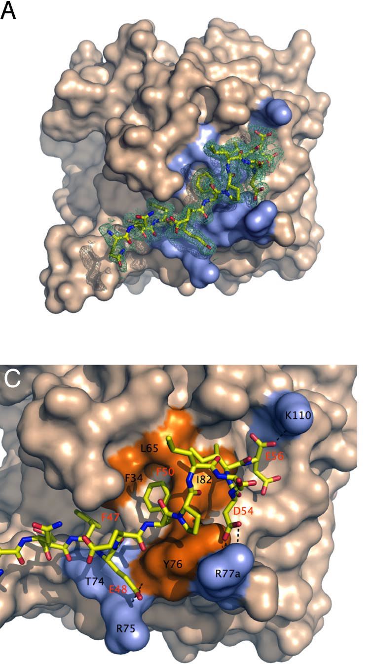 Structures of murine thrombin in complex with fragments of murine PAR3.