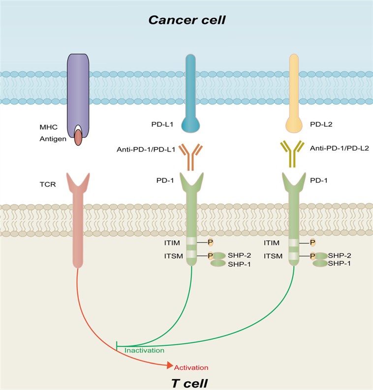 PD-1/PD-L pathway and therapeutic targeting.
