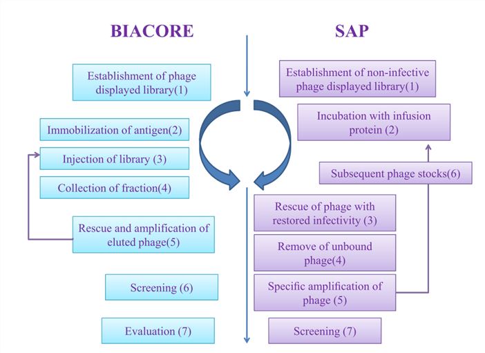 Summary of procedures followed in Biacore-based and SAP-based procedures (Malmborg et al. 2002)