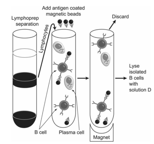 Affinity isolation of antigen-specific circulating B cells using antigen-conjugated magnetic beads for subsequent generation of phage display libraries