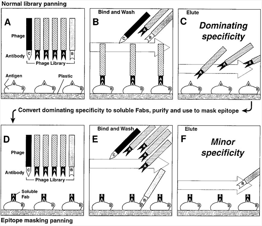 Library selection using an epitope-masking strategy (Ditzel 2002)
