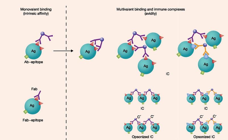 Diagrammatic representation of various antibody-epitope bonds (Eisen 2014). Left, monovalent binding of an epitope by an intact bivalent antibody or an antibody fragment (Fab). Right, various multivalent antibody-epitope bonds: concatenated linkages (…Ag-Ab-Ag-Ab…) form immune complexes (IC) involving the same or diverse epitopes.