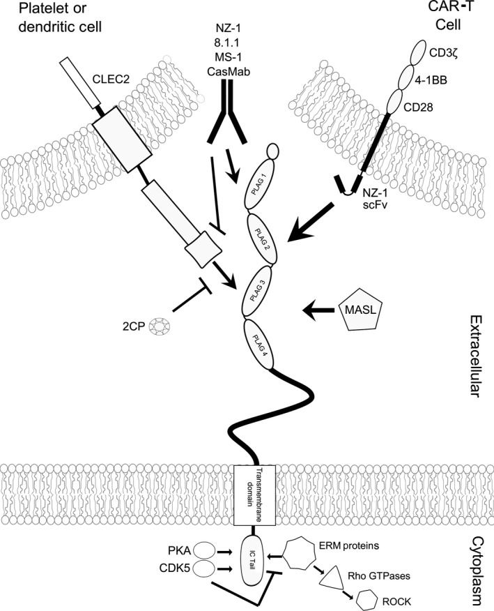 PDPN Membrane Protein Introduction