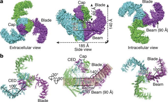 Structure of the ion channel Piezo1.