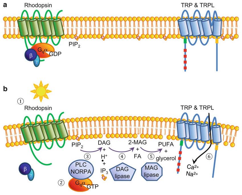 PIRT Membrane Protein Introduction