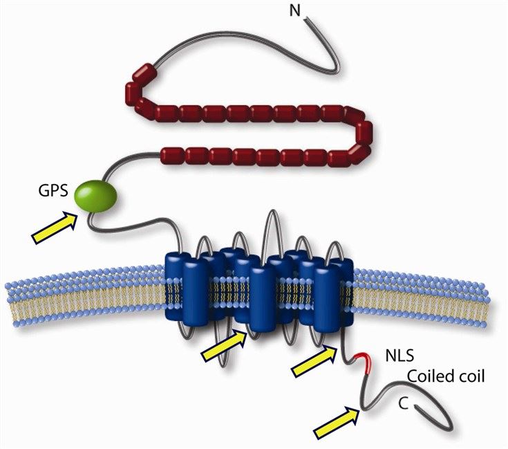 Schematic diagram of PKD1 structure and cleavages.