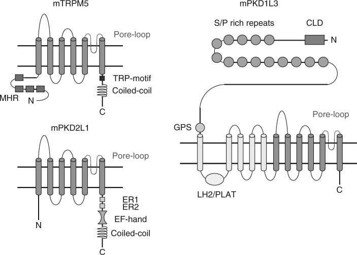 Schematic drawing illustrating conformational structures of TRPM5, PKD1L3, and PKD2L1.