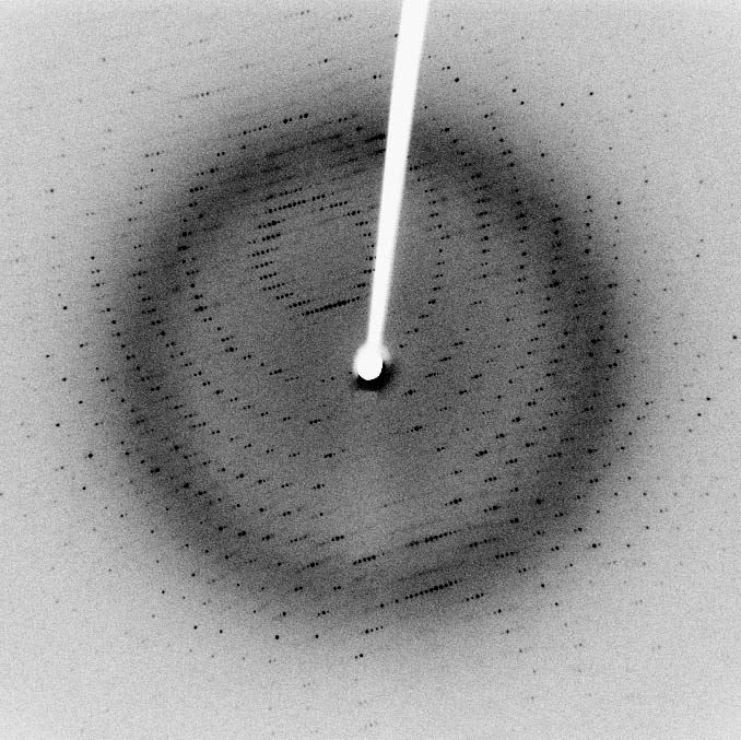 Fig.1 An X-ray diffraction pattern of a crystallized enzyme.