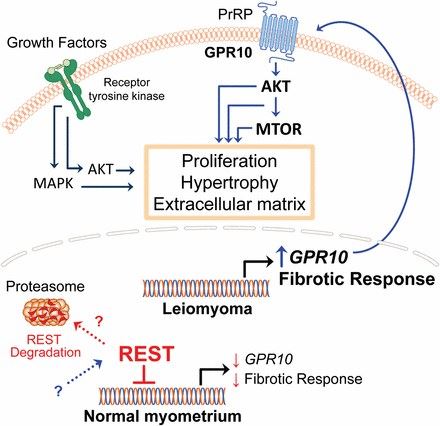 PRLHR Membrane Protein Introduction