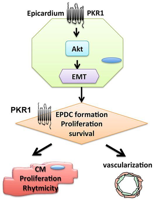 PROKR1 signaling via Akt activation to regulates EMT process