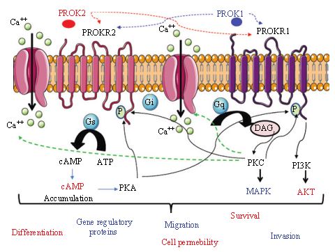 PROKR2 intracellular signaling pathways