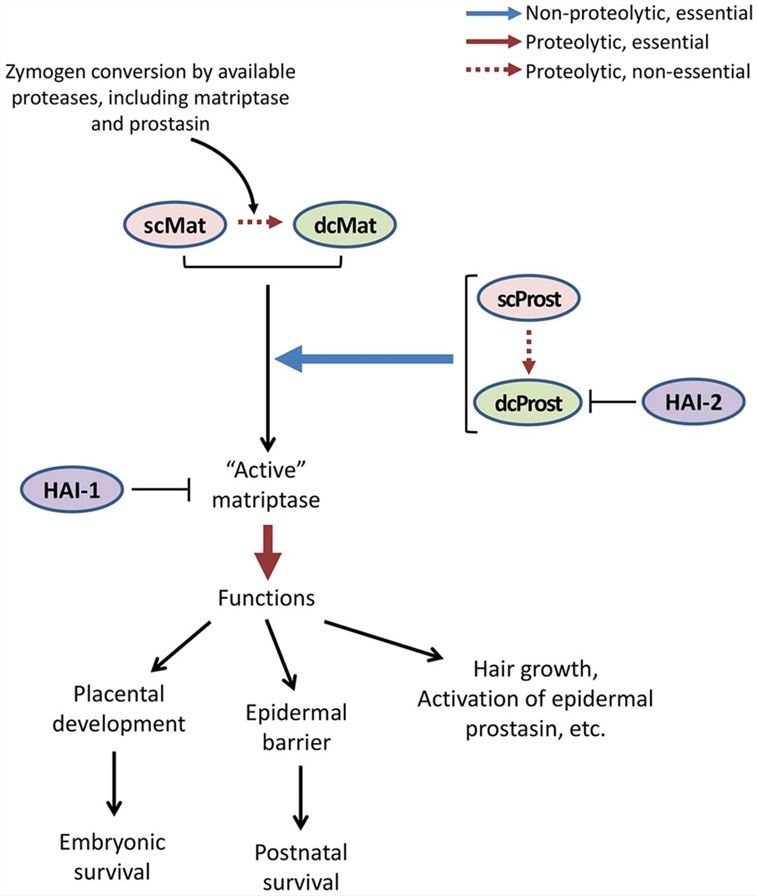 PRSS8 Membrane Protein Introduction