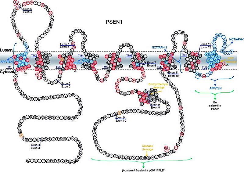 Schematic representation of PS1 sequence and topology.