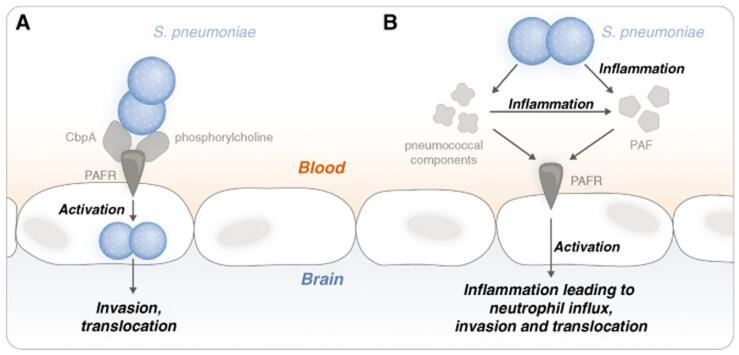 PTAFR Membrane Protein Introduction