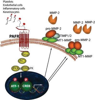 PAFR Membrane Protein Introduction